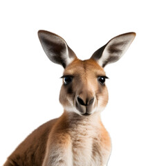 Fototapeta premium front view, Close up shot, portrait of a red kangaroo, facing to the camera, isolated on transparent background. 