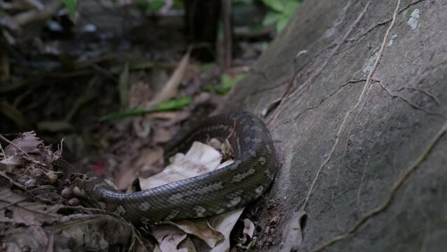 Snake slithering away over rock