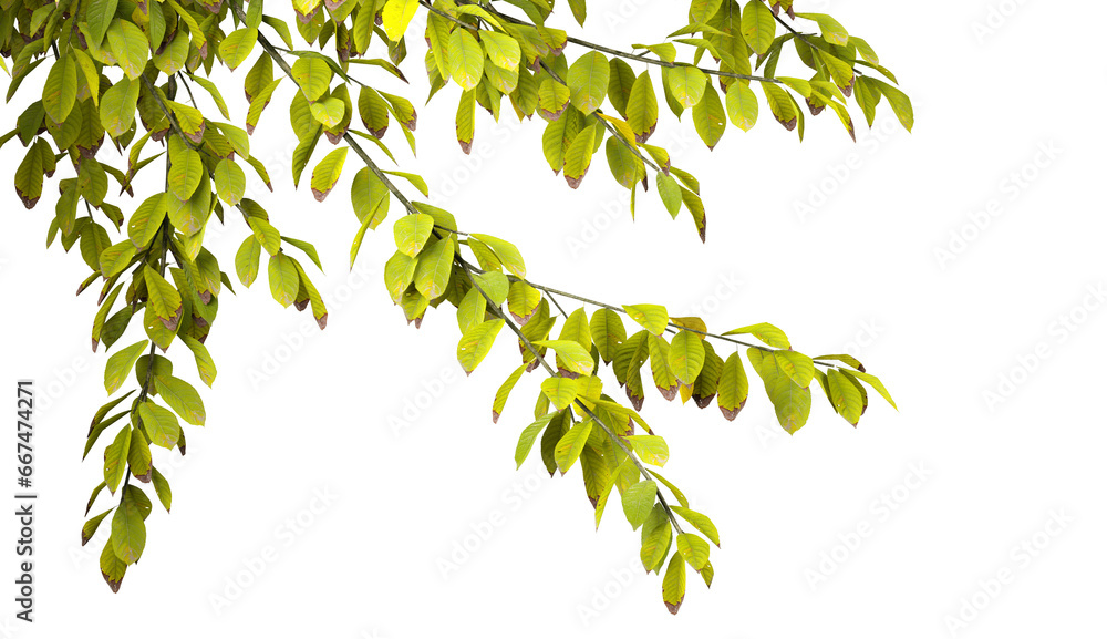 Poster isolate tree branch leafy on transparent backgrounds 3d rendering png