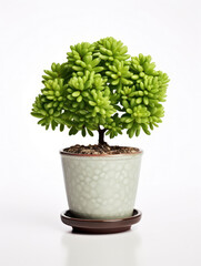 Jade Plant (Crassula ovata) Studio Shot Isolated on Clear Background, Generative AI