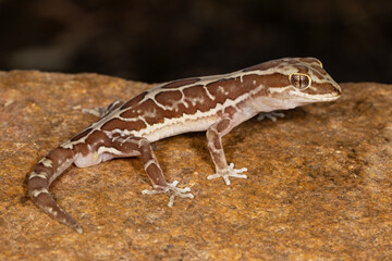 Naklejka premium Close up of Australian Box Patterned Gecko