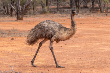 Emu walking through Australian outback bushland in Gundabooka National Park