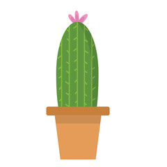 cactus in flowerpot