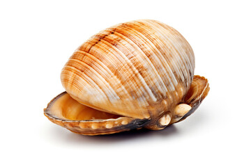 shells isolated on white,Nature's Spiral: A Close-Up of a Seashell