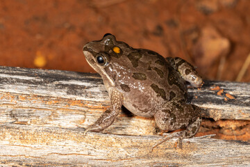 Australian Spotted Marsh Frog