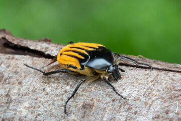 Hairy-backed Chafer (Trichaulax macleayi) beetle.