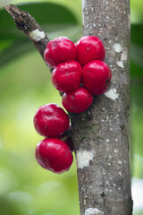 Scented Daphne (Phaleria clerodendron) ripe fruits on tree trunk