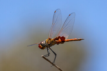 Australian Dragonfly perched on stick