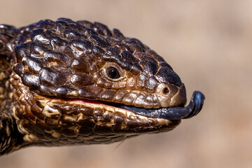 Australian Shingleback Lizard flickering it's tongue