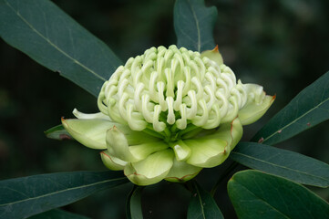 White Waratah 'Wirrimbirra White' (Telopea speciosissima) Cultivar flower.