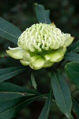 White Waratah 'Wirrimbirra White' (Telopea speciosissima) Cultivar flower.
