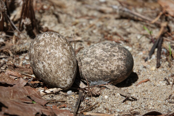 Bush-stone Curlew Eggs in ground nest