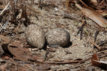 Bush-stone Curlew Eggs in ground nest