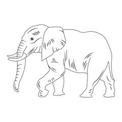 Fototapeta premium Elephant icon
