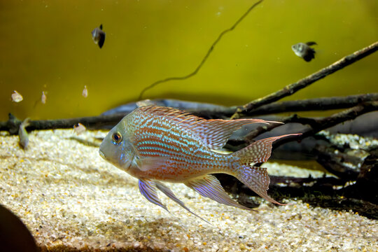 Geophagus sp. Pindare tropical fish close up in an aquarium