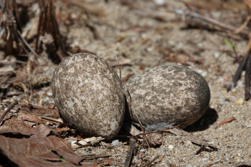 Bush-stone Curlew Eggs in ground nest