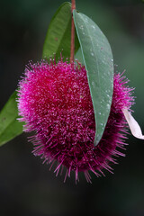 Powderpuff Lillypilly flower in bloom