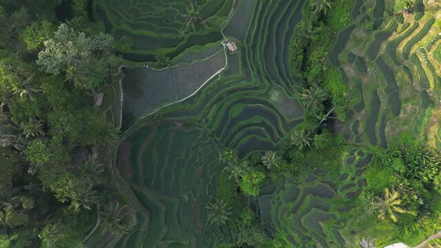 Aerial view of beautiful Tegallalang Rice Terrace surrounded by tropical forest in Gianyar, Bali, Indonesia. Balinese Rural scene, paddy terrace garden in a village with morning sunlight and mist.