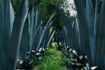 MAGUEY