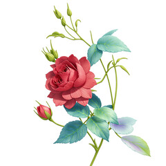 bouquet of roses transparent background