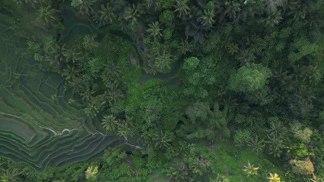 Aerial view of beautiful Tegallalang Rice Terrace surrounded by tropical forest in Gianyar, Bali, Indonesia. Balinese Rural scene, paddy terrace garden in a village with morning sunlight and mist.