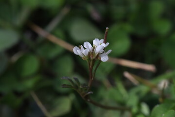 春の野原に咲くタネツケバナの白い花