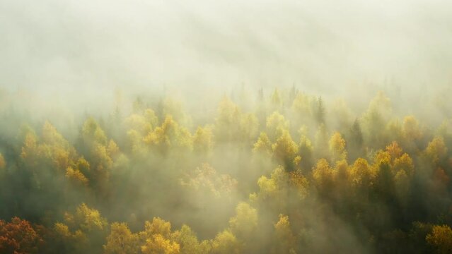 Autumn forest in golden light and tumultuous fog
