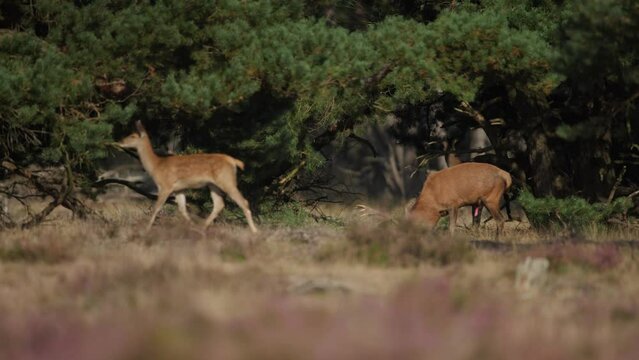 Medium shot of a large bull male red deer in the clearing of a forest as his harem of female deer trot past