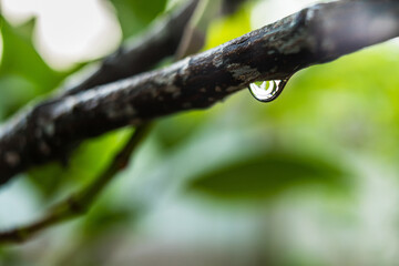 Water drops on a green twig of a plant after raining.