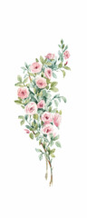 Hand drawn stock watercolor illustration with gentle rose bush. Roses in leaves clipart.