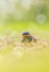 hirondelles rustique  © titouan