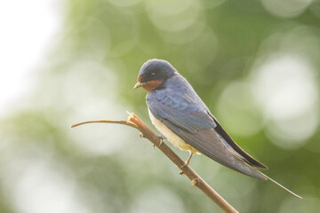 hirondelles rustique 