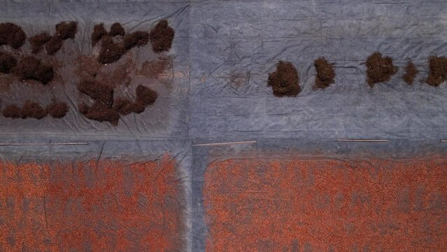 Cocoa powder from the Cacao tree found in lowland forests of the Amazon basin