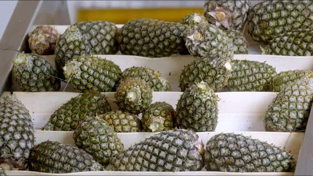 Collection of Pineapples after harvest make their way through factory processes