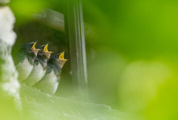 hirondelles rustique  © titouan