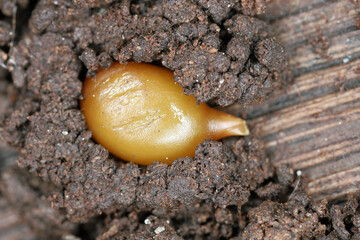 Cocoons (worm eggs) of earthworms in soil.