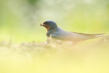 hirondelles rustique  © titouan