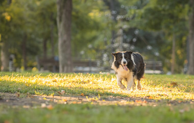 Naklejka na ściany i meble Dog playing in park - sunny autumn day