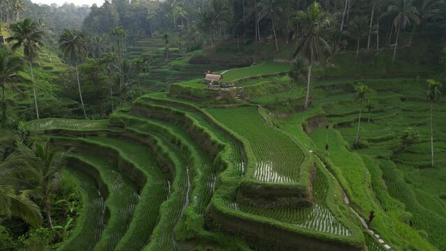 Aerial view of beautiful Tegallalang Rice Terrace surrounded by tropical forest in Gianyar, Bali, Indonesia. Balinese Rural scene, paddy terrace garden in a village with morning sunlight and mist.