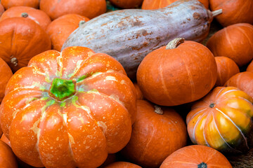 Many different colourful pumpkins are on wooden floor. Top view. Halloween and harvest concept.