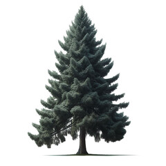 christmas tree isolated. pine dark green isolated