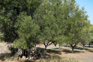 Obraz na płótnie Canvas Alter Olivenbaum mit grünen Blättern in einem Hain