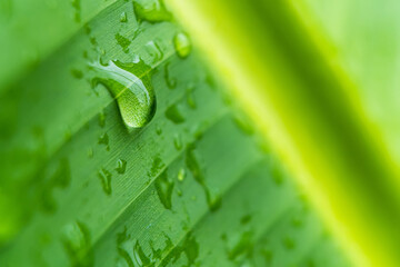 Macro closeup of Beautiful fresh green leaf with drop of water after the rain in morning sunlight...