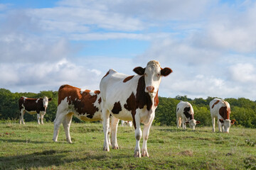 Fototapeta na wymiar Junge Rinder auf einer Weide mit Blick in die Kamera