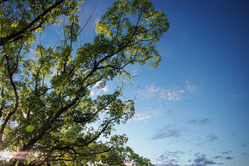クスノキと夕焼け空　背景素材　