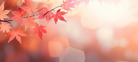 autumn leaves background