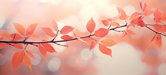 cherry blossom in spring