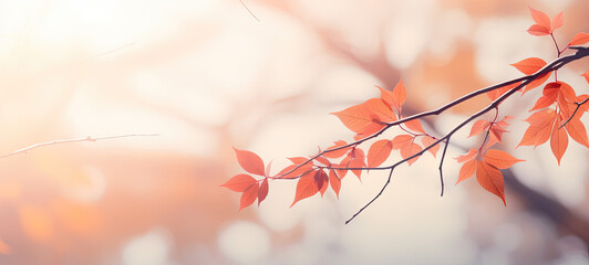 autumn leaves in the forest