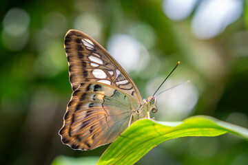 Clipper Butterfly on Leaf