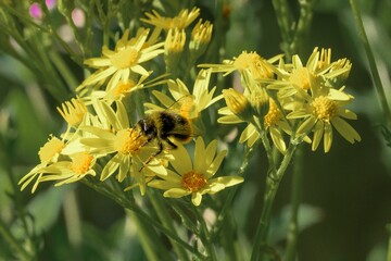 Close-up shot of a bee collecting pollen from yellow flowers in a natural habitat.